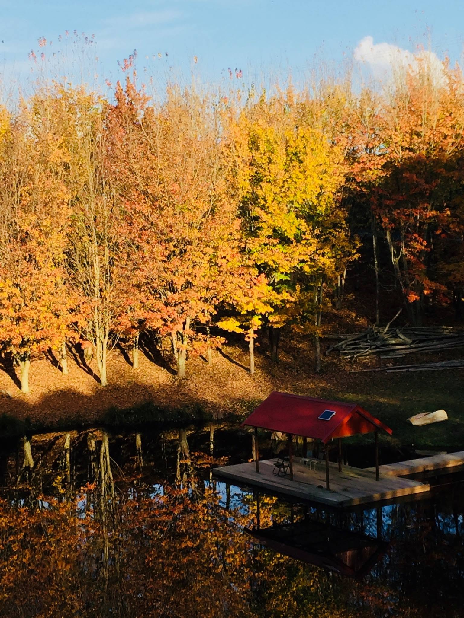 Autumn trees reflected in the lake